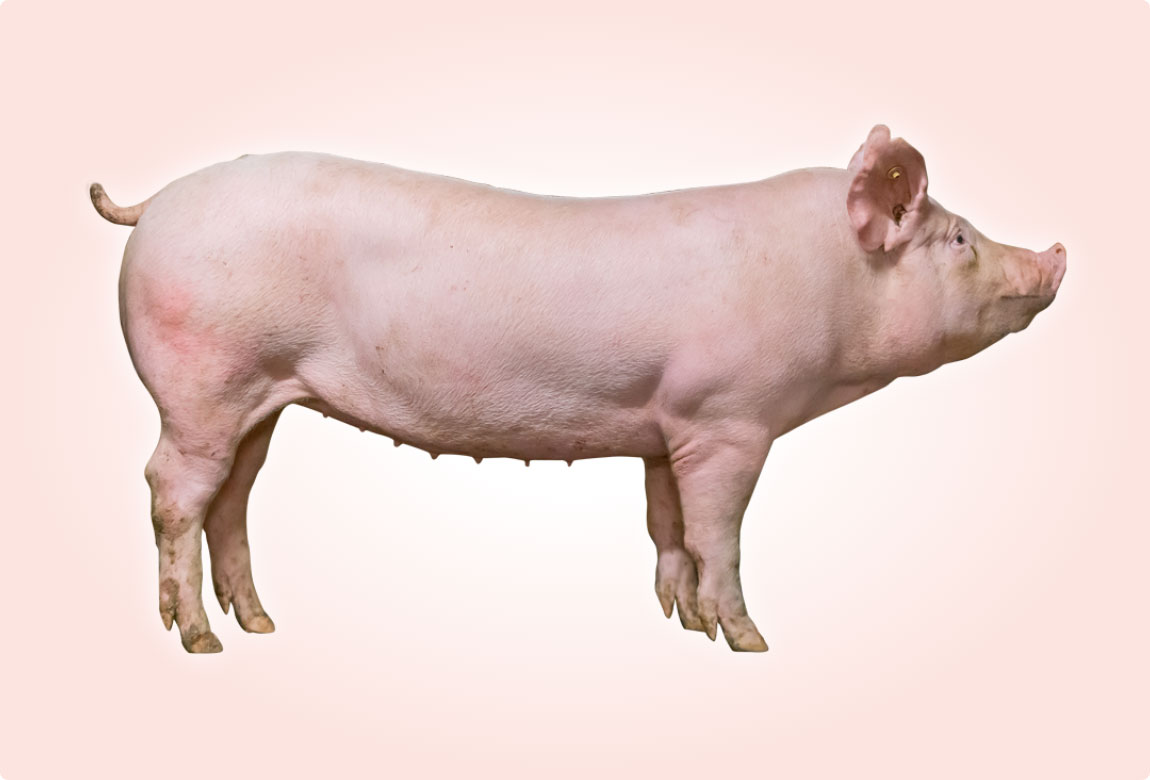 バブコック ギルト 肉豚生産用候補豚