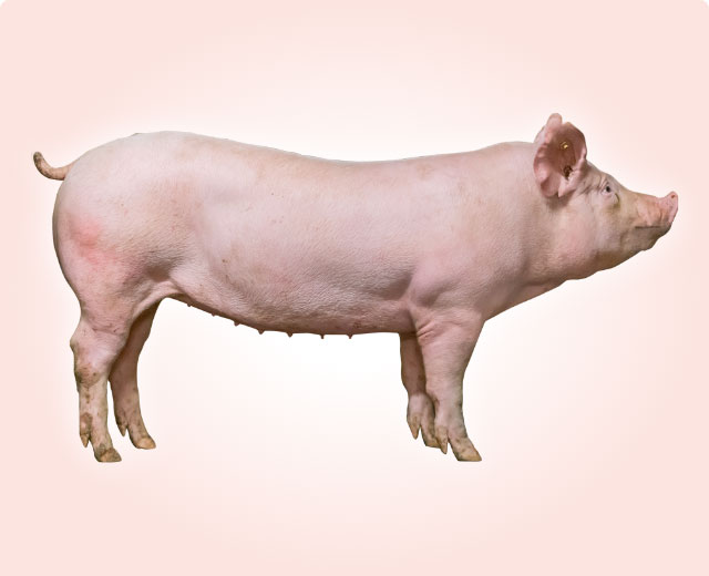 バブコック豚ラインナップ関連画像